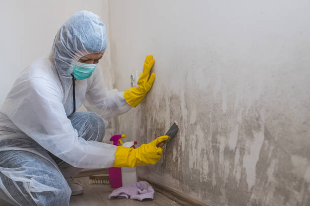 Best Real Estate Mold Inspection  in San Fernando, CA