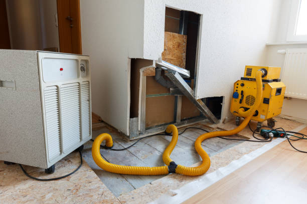  San Fernando, CA Mold Removal Pros