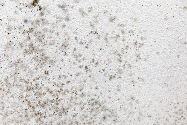 Best Mold Removal for HVAC Installations  in San Fernando, CA